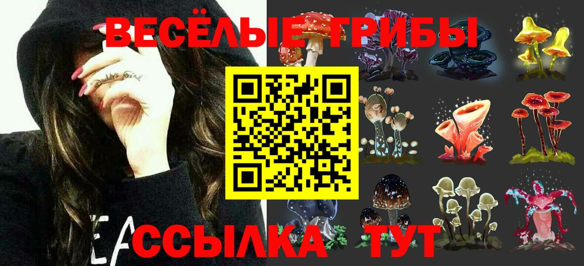 продажа наркотиков  Вход с VPN  Знаменск  Псилоцибиновые грибы Psilocybe 